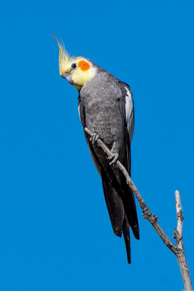 Original photo
